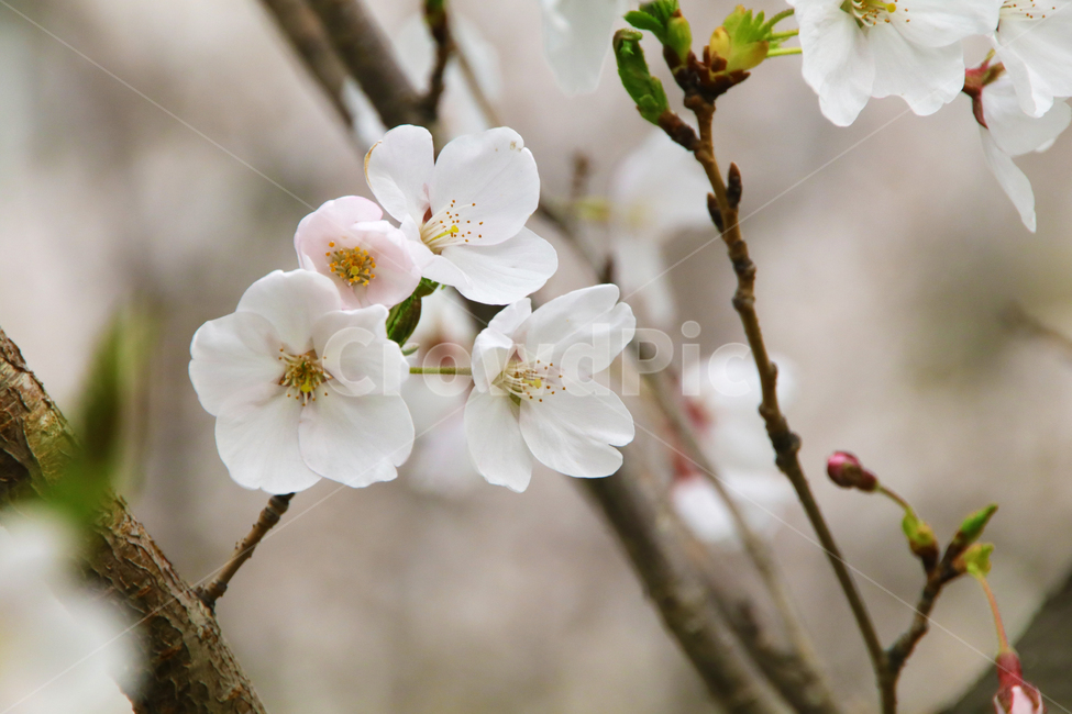 벚꽃,벗꽃,사쿠라,일본꽃,일본,꽃,꽃나무,봄,만개,나무,입춘,식물,자연,plants,nature,꽃,flower