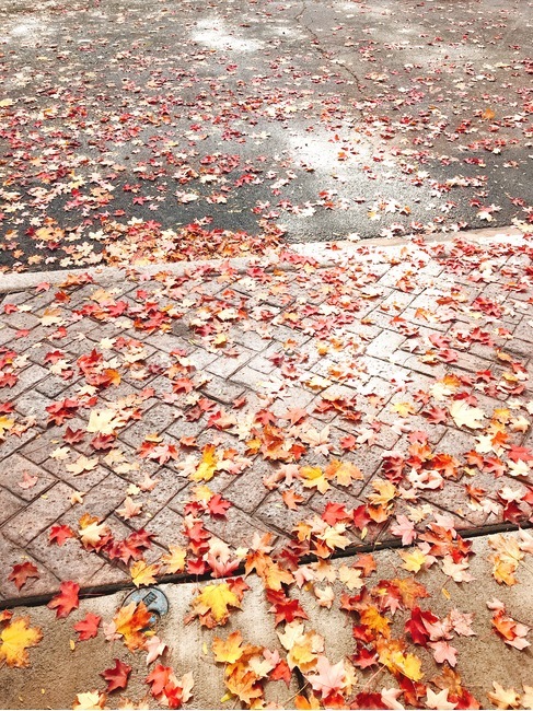 가을,낙엽,단풍,보도,인도,차도,미국,시카고,가을,계절,fall,autumn,season,leaf,잎,plant,식물,tree,나무