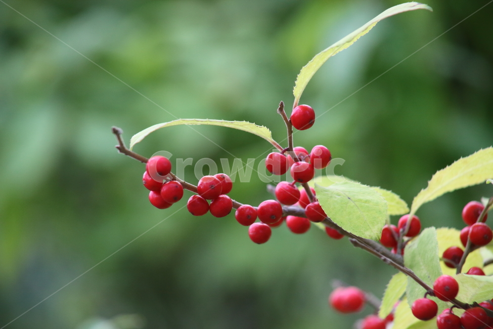 낙상홍,열매,나무,낙상홍열매,ilexserrata,과일,열매,fruit