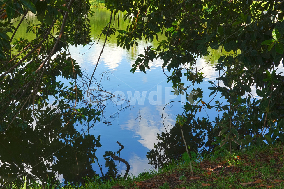풍경,식물,나무,하늘,호수,자연,잎,plant,tree,nature,leaf,sky,lake,플로리다,florida
