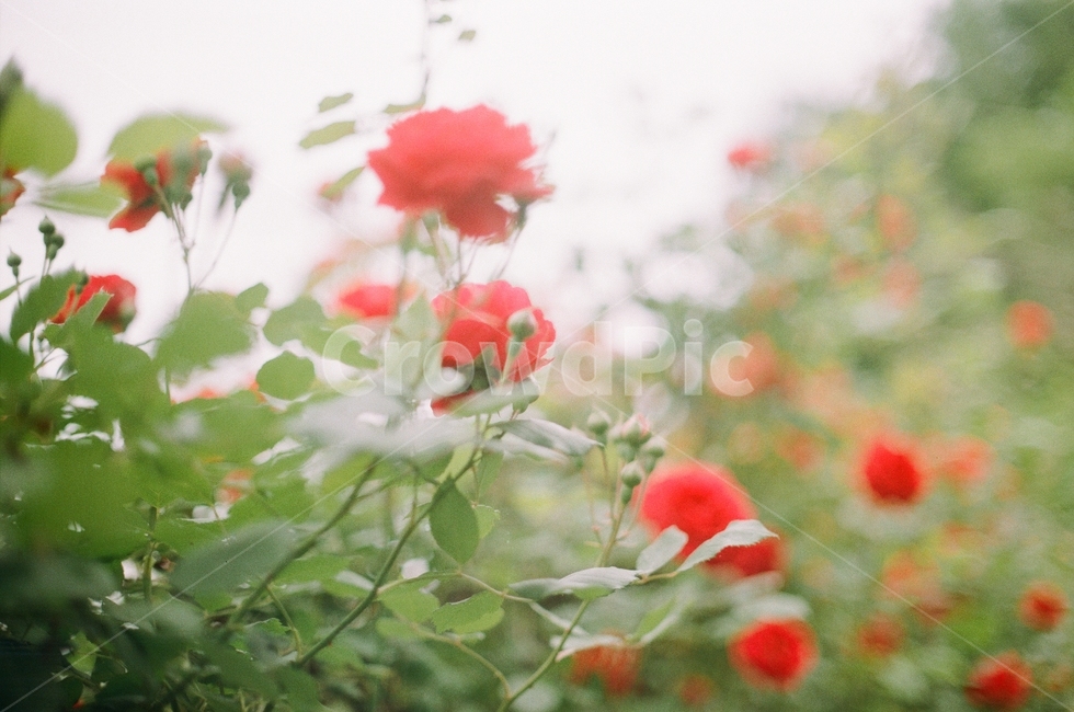 꽃,flower,plant,식물,장미,빨간장미,들장미,식물,자연,plants,nature,꽃,flower