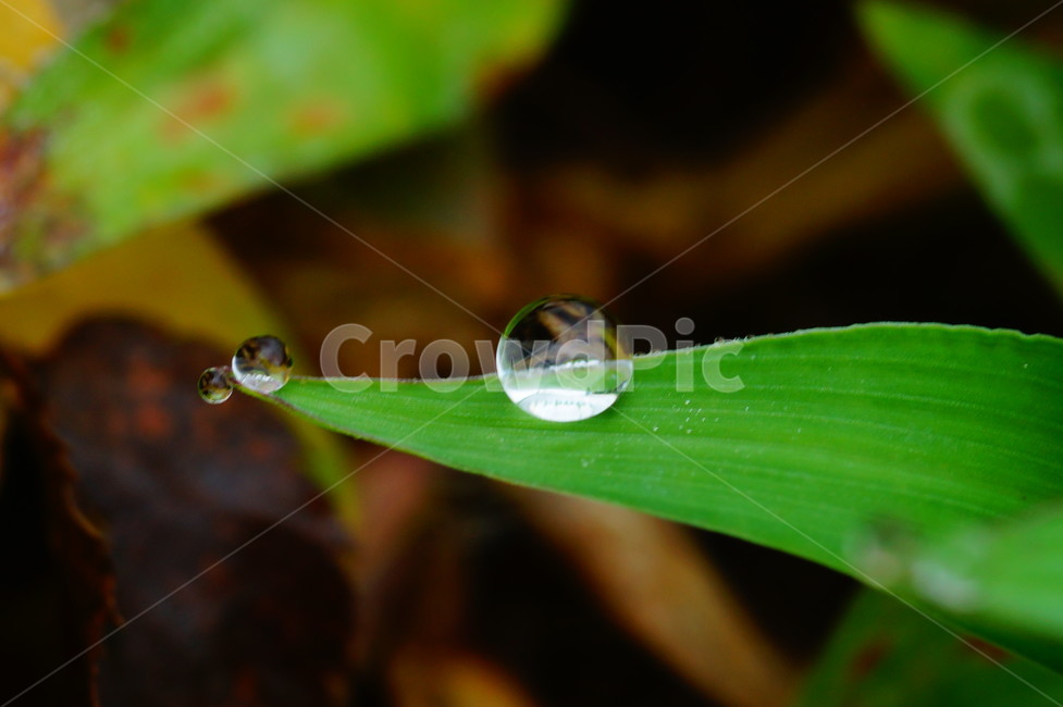 droplet,작은물방울,plant,식물,leaf,잎,식물,자연,plants,nature