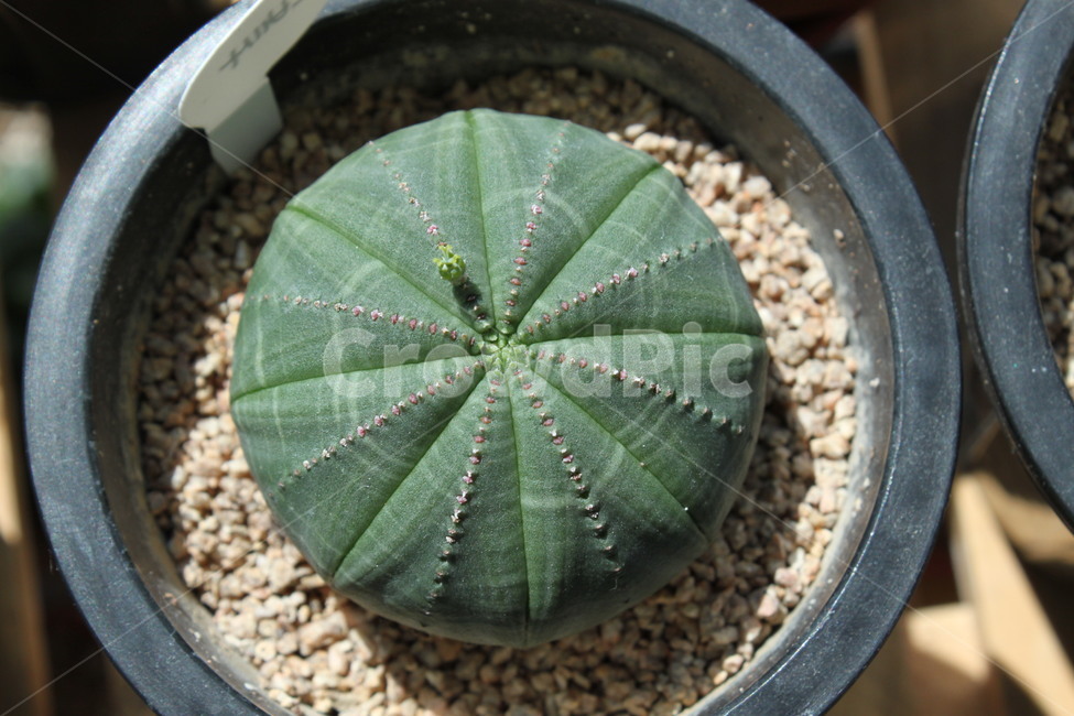 선인장,화분,식물,베란다,키우기,가드닝,가시없는선인장,오베사,식물,자연,plants,nature,실내용화초,화분,화초,house plant