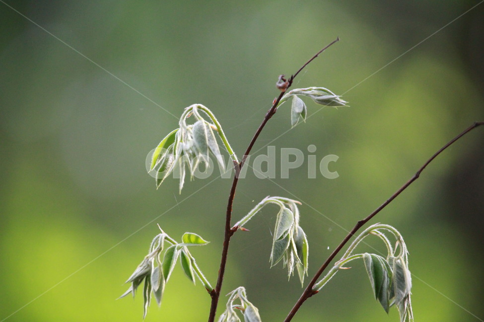 자연,나뭇잎,새순,봄,산,녹색,식물,자연,plants,nature