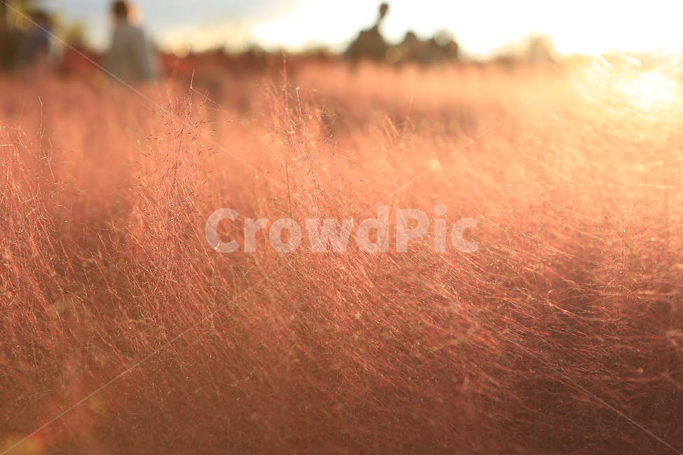 핑크뮬리,하늘공원,핑크,역광사진,pinkmuhlygrass,backlight,가을,계절,fall,autumn,season,식물,자연,plants,nature,outdoors,옥외,grassland,목초지,field,들