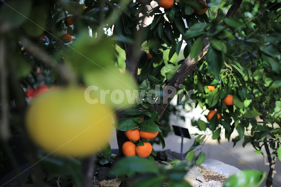 과일,귤,감,까치밥,감나무,계절,열매,식물,자연,plants,nature,과일,열매,fruit