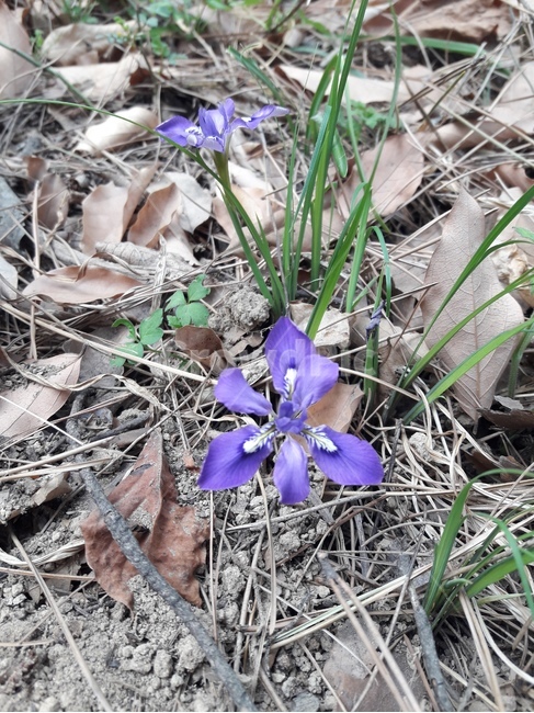꽃,봄꽃,식물,flower,봄,spring