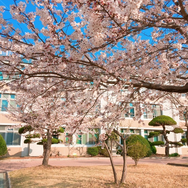 봄,벚꽃,화사함,청량함,꽃