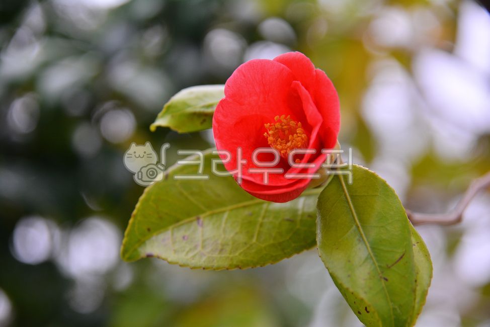 동백꽃,동백나무,겨울꽃,빨간색꽃,광상수,관상용,정원수,원예식물,camellia,꽃,플라워,flower,동백나무잎