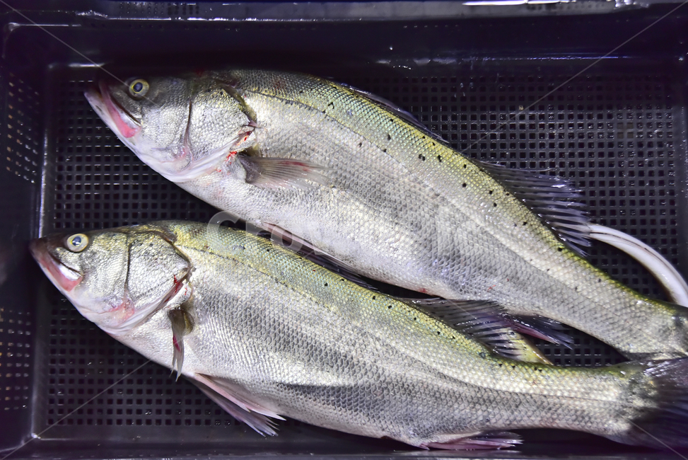 생선,민어,생물,신선한,물고기,음식,먹거리,식재료,바다생물,어류,동물,animal,fish,seafood,어패류,지느러미,어물전,바다물고기,해물,비린내,비늘,꼬리,싱싱한,갓잡은,어판장,생선가게,횟집,선어,아가미,눈알,홧감용,고급생선,음식,식재료,요리,food,cook,meal,dishes,food reserves