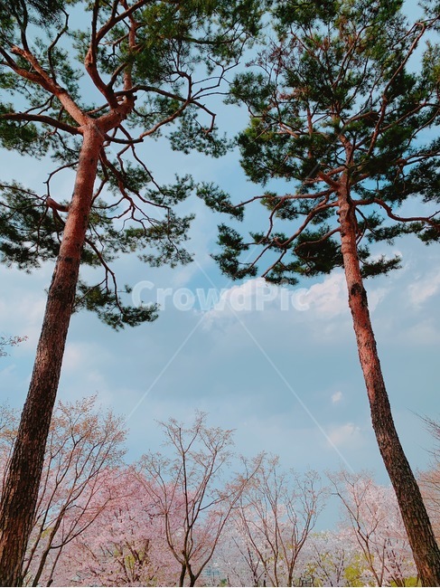 벚꽃하늘,파란하늘,소나무,벚꽃,봄,파스텔