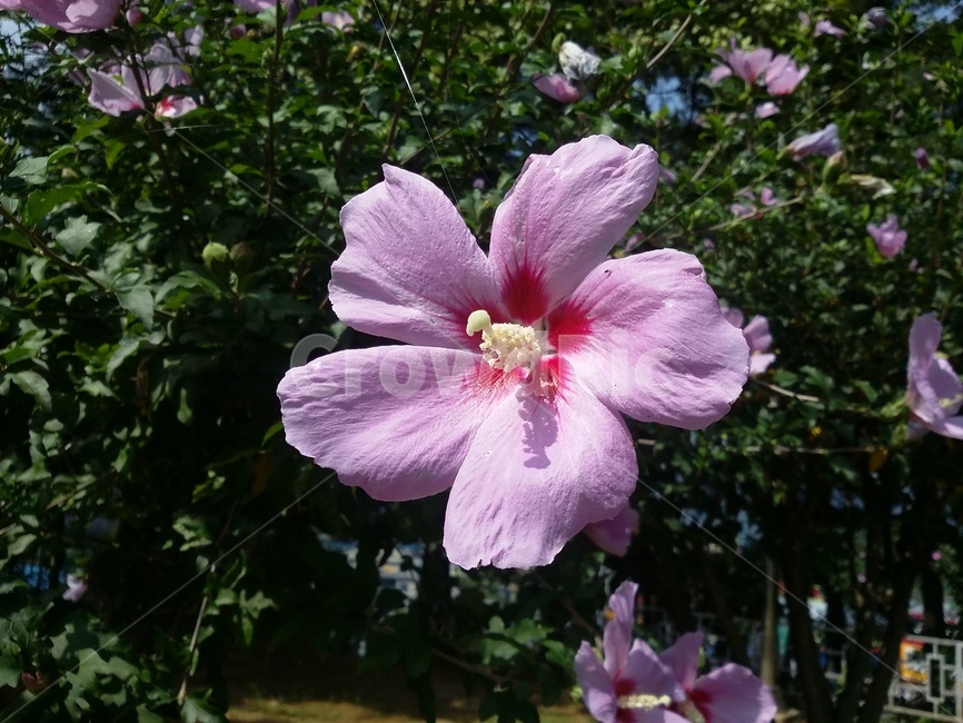 무궁화꽃,식물,flower,꽃,plant,무궁화,식물,자연,plants,nature,꽃,flower
