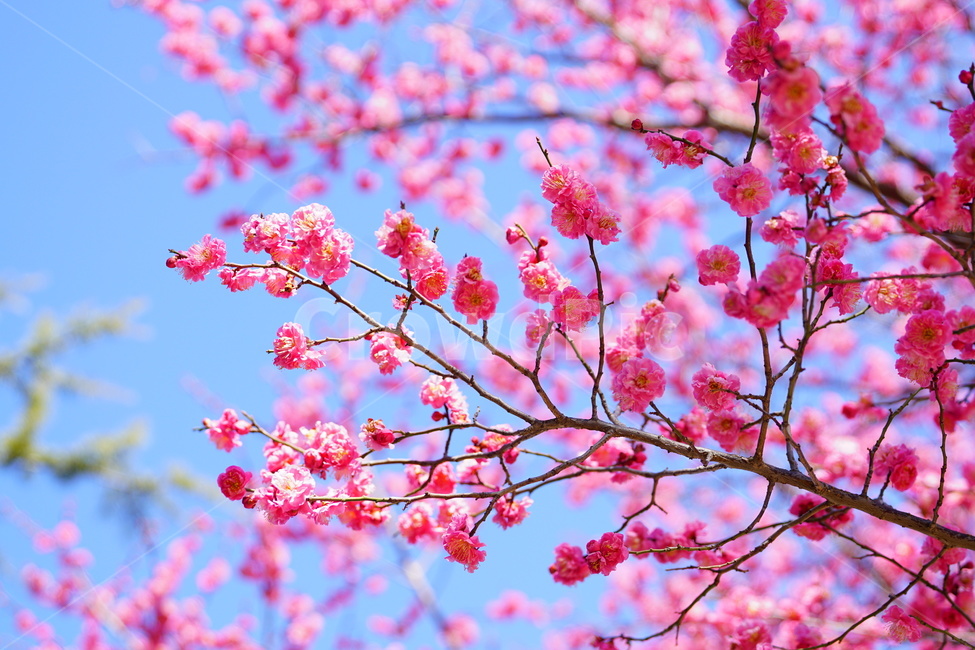 홍매화,봄,꽃,나무,감성,식물,유엔공원,풍경,봄,계절,spring,season,식물,자연,plants,nature,꽃,flower,plant,blossom