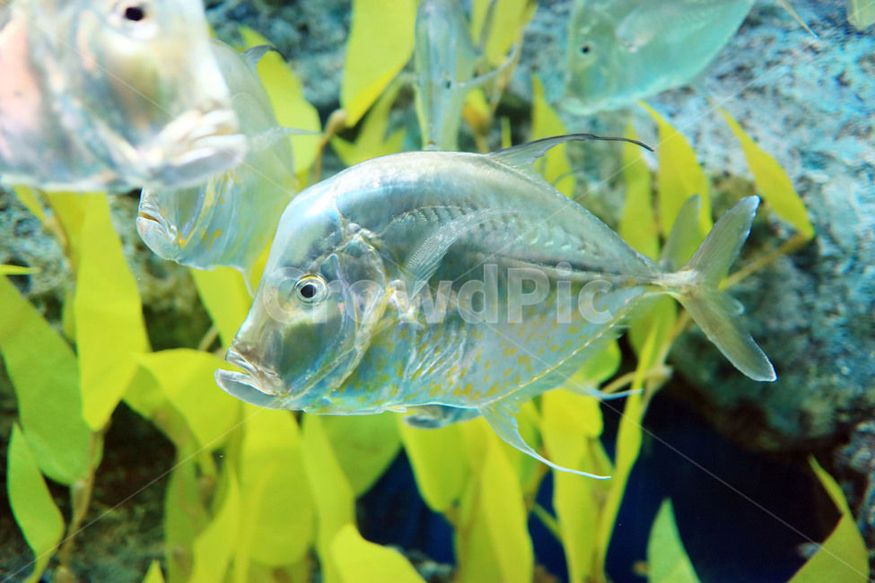 물고기,생선,바다,아쿠아리움,수족관,어류,수중,fish,동물,animal,어류,물고기,fish