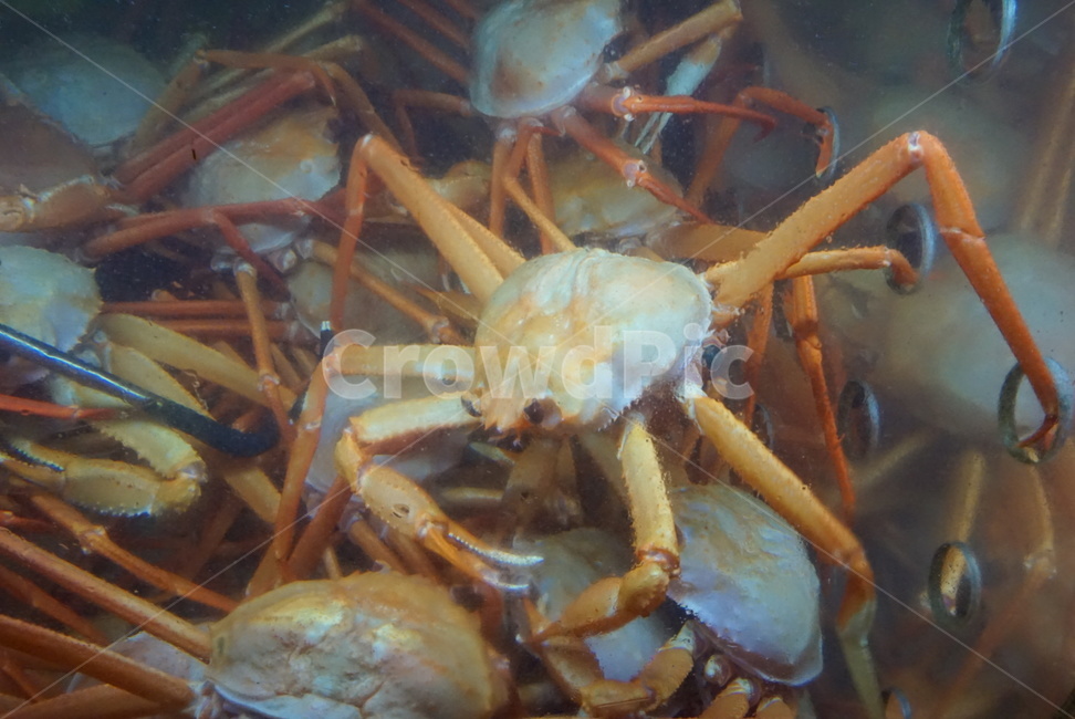 food,식품,seafood,해물,lobster,해양생물,대게