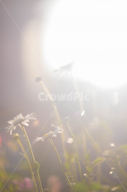 햇살,꽃,역광,light,코스모스,sun,suuny,sunshine,식물,자연,plants,nature,꽃,flower,휴식,힐링,rest,relaxation,healing