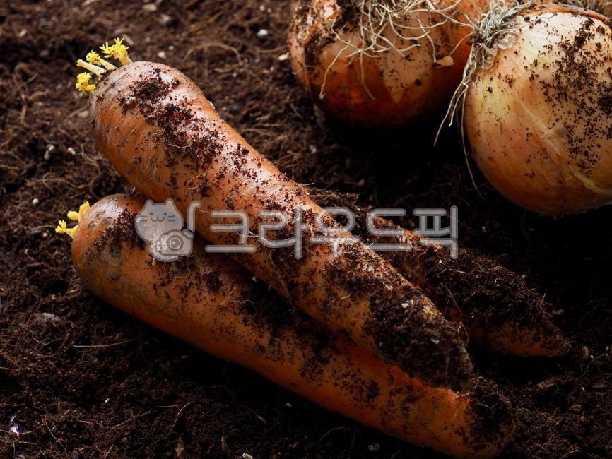 주황색,채소,당근,흙당근,건강한식생활,음식,요리재료,신선함,농업,농산물,수확,자연식품,유기농,유기농채소,흙,orange,vegetable,carrot,earthencarrot,healthyeating,food,cookingingredients,fresh,agriculture,agriculturalproducts,harvesting,naturalfood,organic,organicvegetables,soil,식물,plant,음식,식재료,요리,food,cook,meal,dishes,food reserves,채소,야채,vegetables