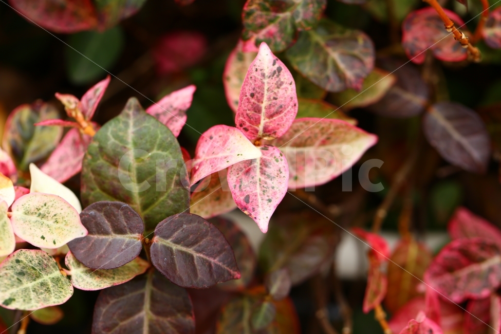 자연,식물,붉은잎,잎,red,식물,자연,plants,nature