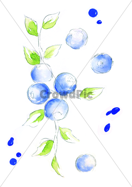 blueberry,블루베리,food,식품,plant,식물,fruit,과일,블루베리,블루베리그림,잎,잎사귀,이파리,나뭇잎,파랑색,손그림,물감그림,물감,예술,art