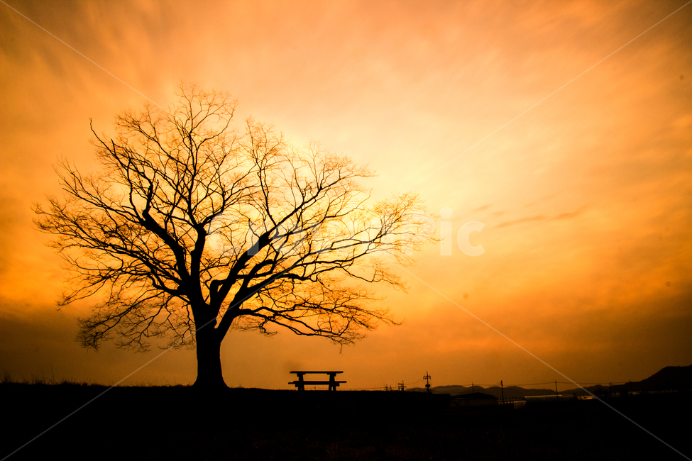 화순,사랑나무,일몰,붉은하늘,붉은노을,자연,풍경,nature,landscape,실루엣,그림자,silhouette,shadow,tree,나무,plant,식물,outdoors,옥외