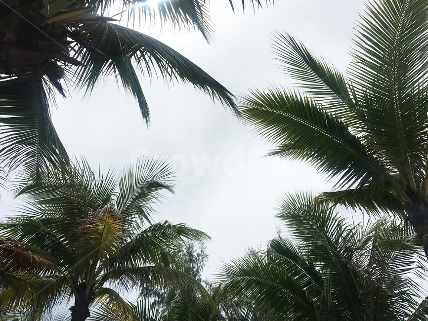 야자수,palmtree,tree,나무,식물,식물,자연,plants,nature,나무,trees,wood