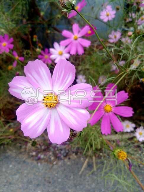 코스모스,가을,꽃,식물,길위의꽂