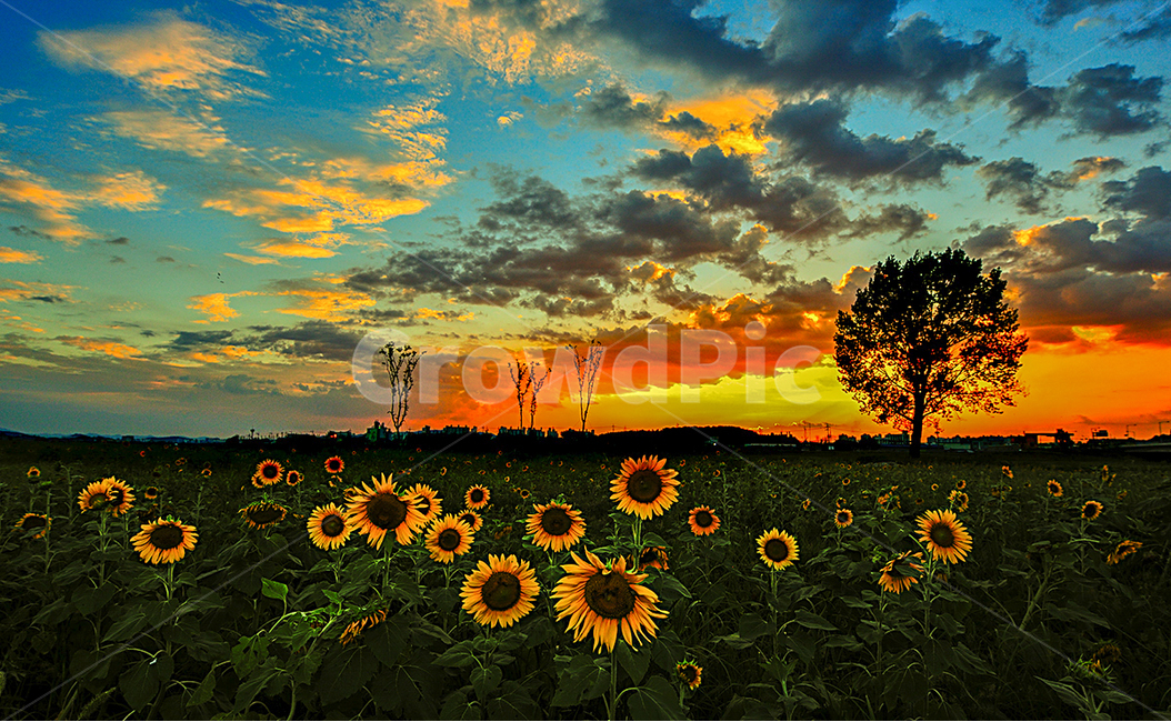 해바라기,석양,왕따나무,아름다운석양,아름다운구름,자연,풍경,nature,landscape,식물,plants,꽃,flower,plant