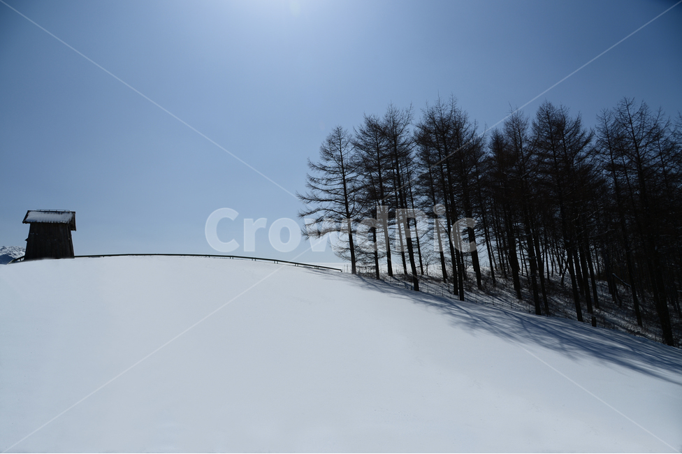 대관령,양떼목장,눈,산,나무,목초창고와나무,겨울,계절,winter,season,자연,풍경,nature,landscape,한국자연풍경,한국자연경관,korea nature landscape,plant,식물,tree,outdoors,옥외,abies,아비,fir,전나무