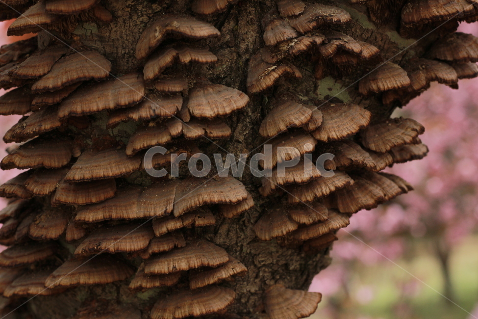 버섯,나무,나무버섯,곰팡이,효모,효소,기생,식물,자연,plants,nature,나무,trees,wood,버섯,mushroom