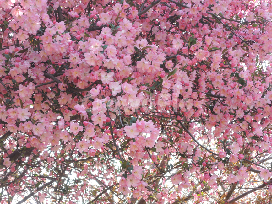 봄,벚꽃,꽃잎,겹벚꽃,핑크,계절,나뭇가지,하늘,자연,park,spring,cherryblossom,season,branch,bloom,nature,tree,flower,floral,outdoor,petal,blossom,sakura,pink,봄,계절,spring,season,식물,자연,plants,nature,꽃,flower,plant