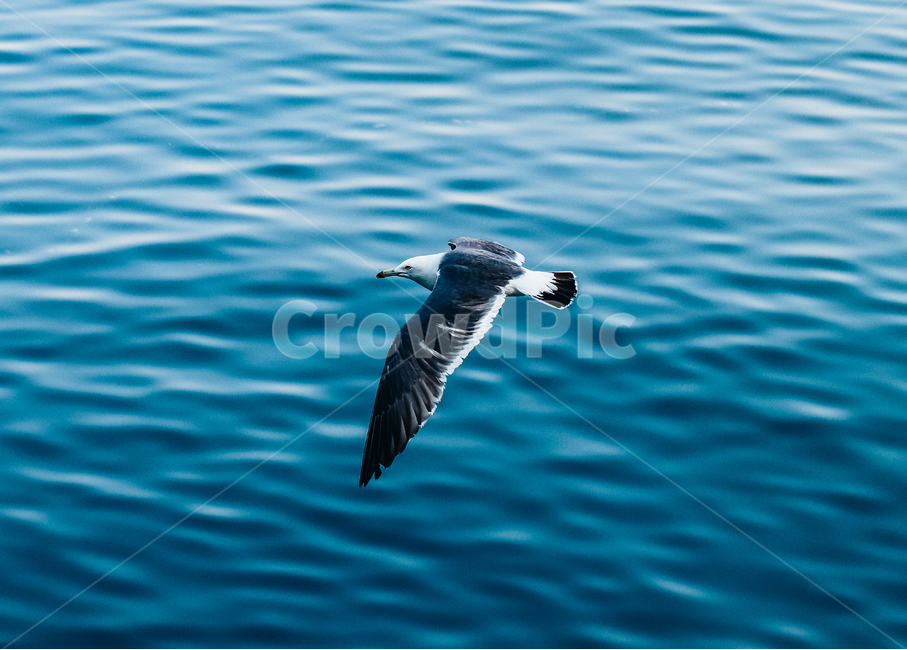 자갈치시장,갈매기,활공,자연,새,동물,animal,조류,새,birds
