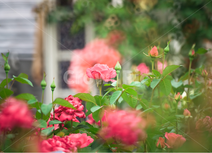 장미,꽃,flower,flowers,rose,꽃밭,자연,식물,nature,plant,plants,꽃잎,장미꽃,식물,자연,plants,nature,꽃,flower