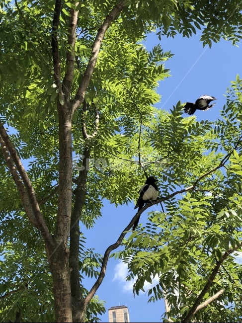 animal,동물,bird,새,까치,magpie,나무,tree