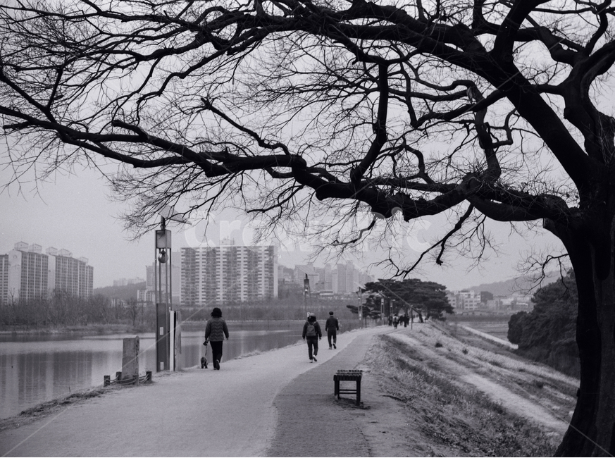 길,산책,느티나무,고목,사람,여자,남자,아파트,도시,풍경,city,landscape,한국도시풍경,한국도시경관,korea cityscape,흑백,모노톤,monochrome,black and white,furniture,가구,path,통로,bench,벤치