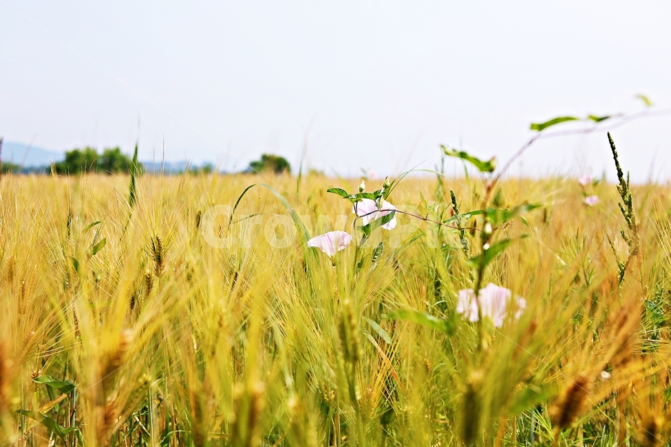 나팔꽃,보리밭,꽃,보리,곡식,자연,식물