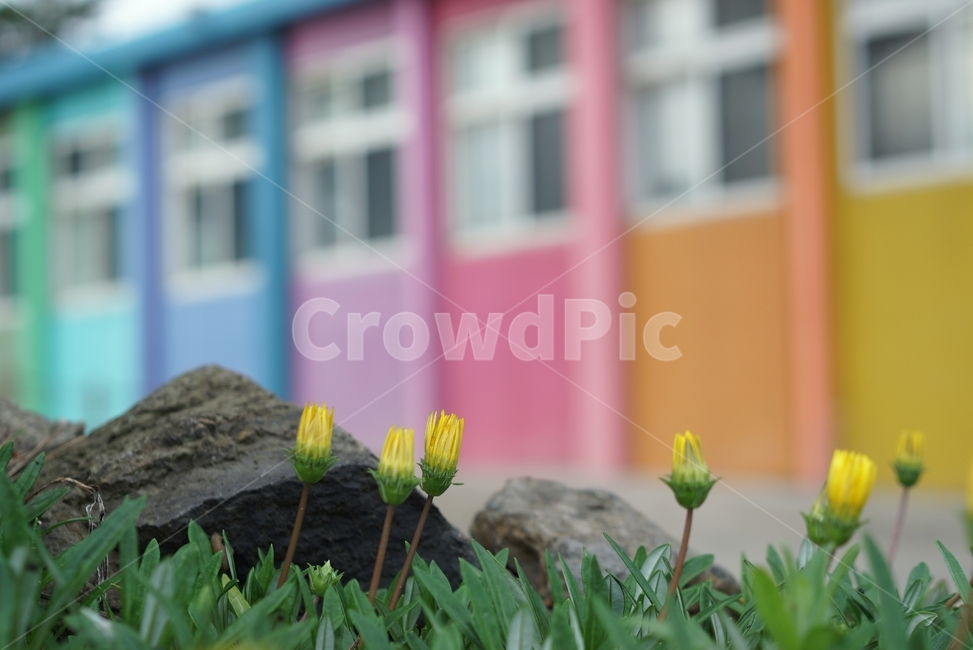 학교,무니개,파스텔,꽃,이쁨,식물,자연,plants,nature,꽃,flower