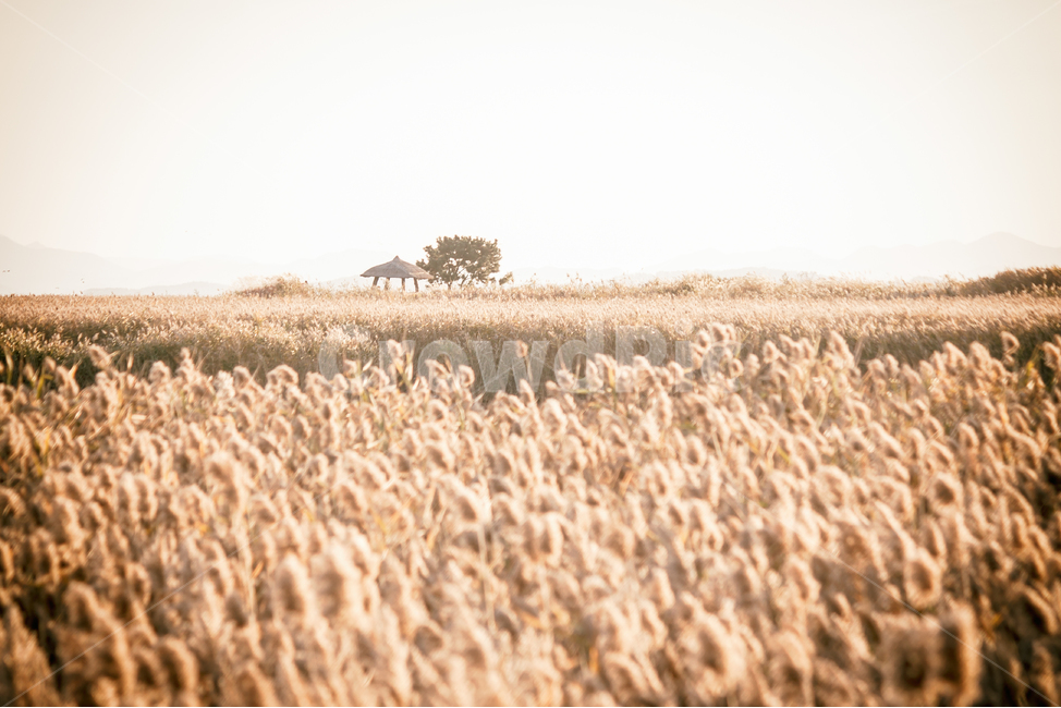 가을,계절,갈대,순천만,자연,풍경,태양,해,햇빛,만,autumn,fall,seasons,reed,suncheonbay,bay,nature,landscape,sun,sunlight,나무,정자,산,tree,mountain,가을,계절,fall,autumn,season,자연,풍경,nature,landscape,한국자연풍경,한국자연경관,korea nature landscape,감성,sensible,feeling,휴식,힐링,rest,relaxation,healing,plant,식물,grass,잔디,produce,생산액,grain,곡물,food,음식,vegetable,야채
