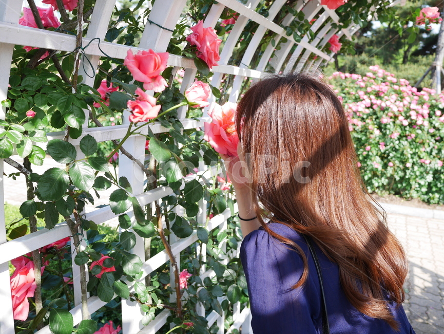 June,In May,summer rose,rose vine,Rose,back,flower smell,womans back,flower scent,pink rose,rose Festival,Ilsan Lake Park,female