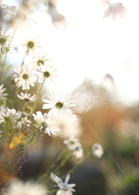 구절초,꽃,가을꽃,식물,국화,식물,자연,plants,nature,꽃,flower,휴식,힐링,rest,relaxation,healing