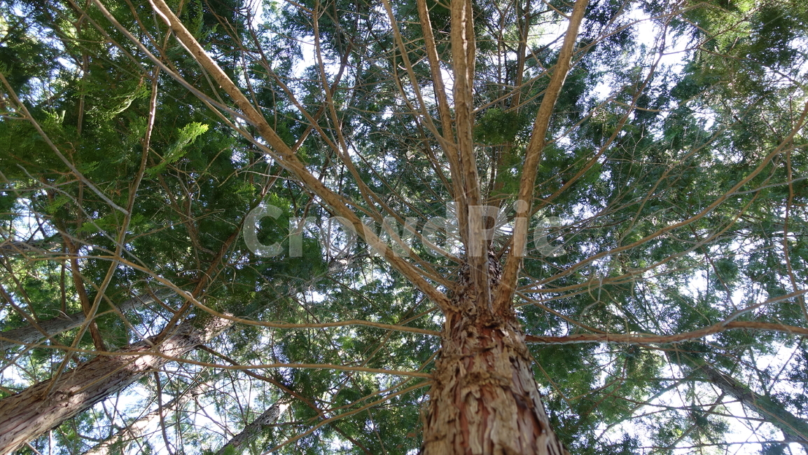나무,숲,forest,tree,편백나무,히노키,hinoki,편백나무숲,nature,자연,green,초록,우듬지,나무꼭대기,나뭇가지,branch,하동,하동편백나무숲,물안골,물안골용용편백림
