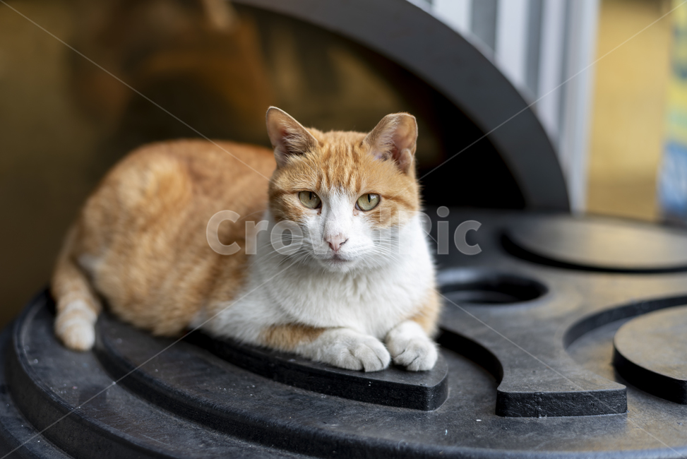 길고양이,고양이,앉다,표정,귀엽다,갈색,흰색,눈동자,야옹이,동물,animal,포유류,mammal,고양이,cat,kitten,kitty
