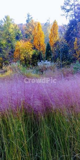 가을,가을단풍,가을빛,가을느낌,핑크뮬리,식물,자연,plants,nature