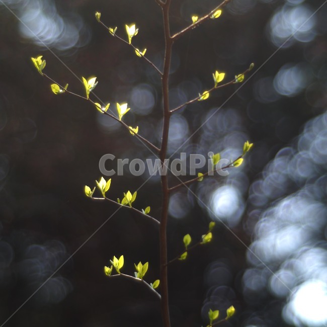 새싹,봄,보케,초록,자연,식물,자연,plants,nature
