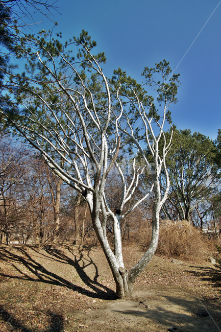 백송,소나무,하얀색,창경궁,후원,식물,자연,plants,nature,나무,trees,wood