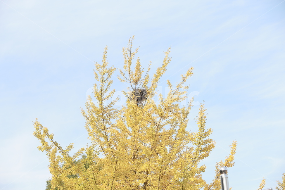 식물,나무,은행,단풍,가을,까치집,가을,계절,fall,autumn,season