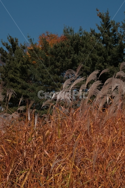 억새,가을,나무,하늘,바람,자연,풍경,nature,landscape,grass,잔디,plant,식물,lawn