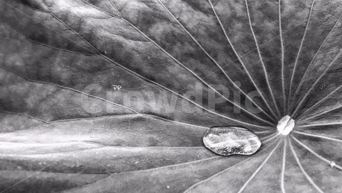water drop,rain,Lotus Festival,Lotus,Grayscale