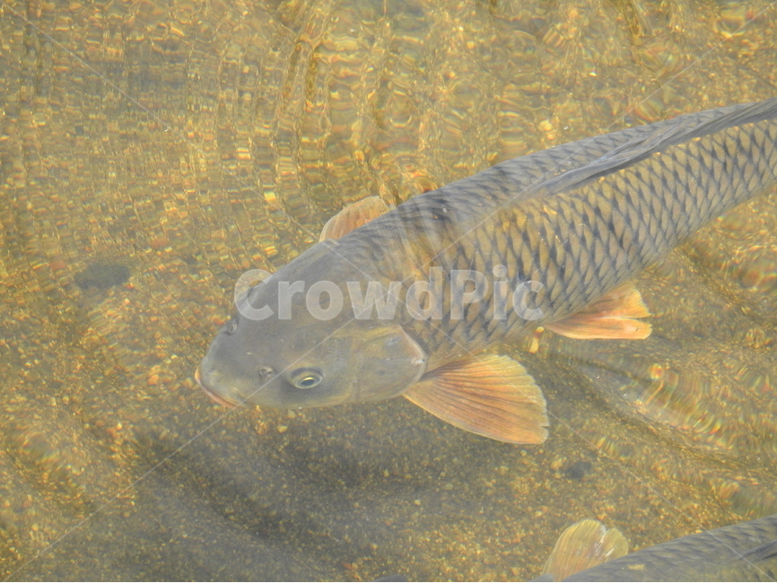 물,호수,강,동물,물고기,동물,animal,어류,물고기,fish
