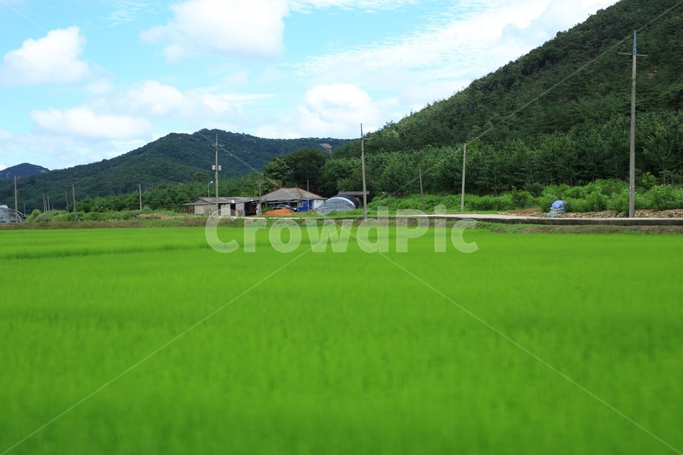 들,자연,nature,field,grassland,옥외,outdoors,논,농촌,시골,초록색,풍경,country,landscape,시골,마을,풍경,landscape,country,rural,town,농업,농사,agriculture,farming,farming industry