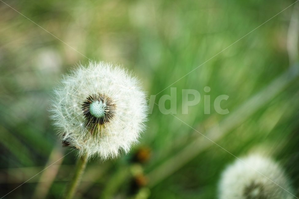 시그마,DP3M,민들레,접사,자연,식물,자연,plants,nature,꽃,flower